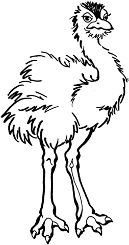 Young Ostrich  Coloring Page